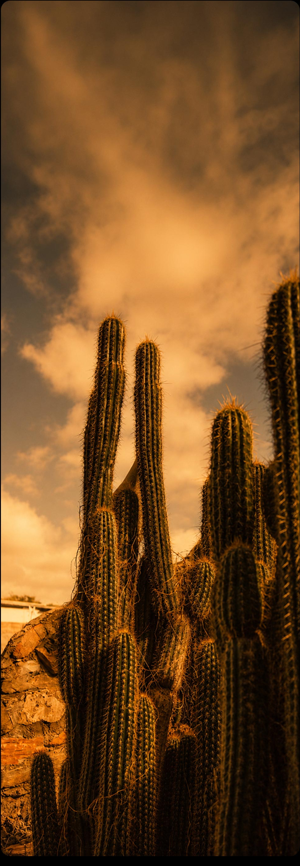 Karoo cactus landscape